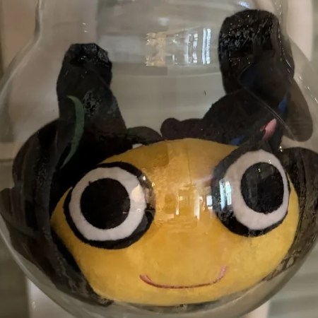 Camelia in a fish bowl